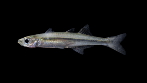 Inland Silverside - Menidia beryllina