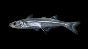 Atlantic Silverside - Menidia menidia