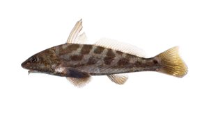 Southern Kingfish - Menticirrhus americanus