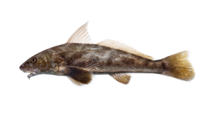 Southern Kingfish - Menticirrhus americanus