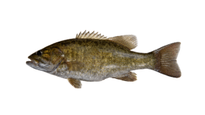 Smallmouth Bass - Micropterus dolomieu