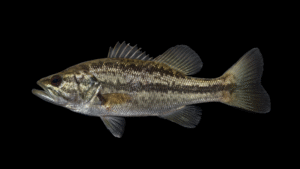 Florida Bass - Micropterus salmoides