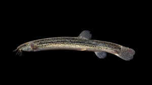 Oriental Weatherfish - Misgurnus anguillicaudatus