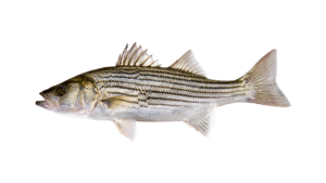 Striped Bass - Morone saxatilis