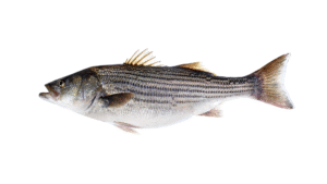 Striped Bass - Morone saxatilis