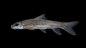 Bigeye Jumprock - Moxostoma ariommum