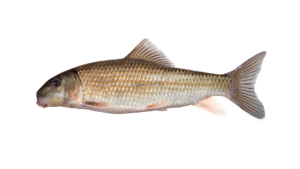 Notchlip Redhorse - Moxostoma collapsum