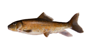 Notchlip Redhorse - Moxostoma collapsum
