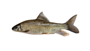 Shorthead Redhorse - Moxostoma macrolepidotum