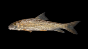 V-Lip Redhorse - Moxostoma pappillosum