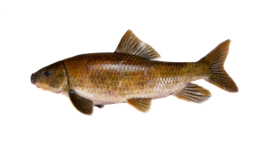 Robust Redhorse - Moxostoma robustum