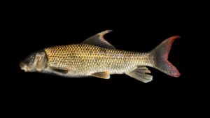 Sicklefin Redhorse - Moxostoma ugidatli