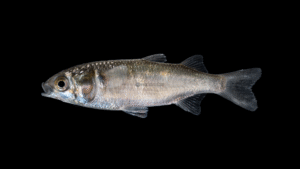Striped Mullet - Mugil cephalus