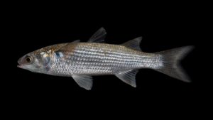 Striped Mullet - Mugil cephalus