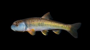 Bluehead Chub - Nocomis leptocephalus