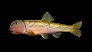 River Chub - Nocomis micropogon