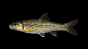Bull Chub - Nocomis raneyi