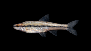 Whitemouth shiner - Miniellus alborus