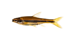 Ironcolor Shiner - Alburnops chalybaeus