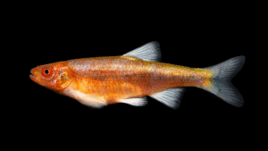 Greenhead Shiner - Hydrophlox chlorocephalus