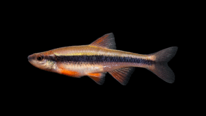 Yellowfin Shiner - Hydrophlox lutipinnis