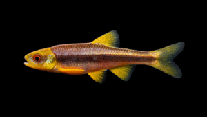 Notropis sp. 'Piedmont Shiner'
