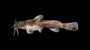 Mountain Madtom - Noturus eleutherus