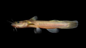 Stonecat - Noturus flavus