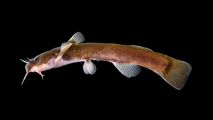 Yellowfin Madtom - Noturus gilberti