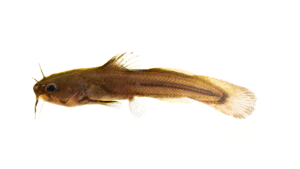 Noturus sp 'Broadtail Madtom'