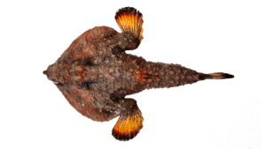 Polka-dot Batfish - Ogcocephalus cubifrons