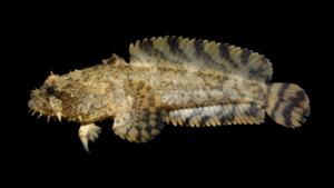 Oyster Toadfish - Opsanus tau