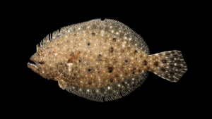 Summer Flounder - Paralichthys dentatus
