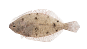 Summer Flounder - Paralichthys dentatus
