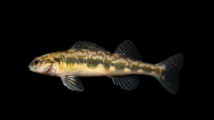 Piedmont Darter - Percina crassa