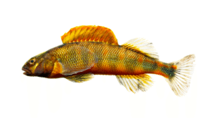 Gilt Darter - Percina evides
