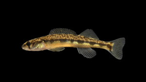 Appalachia Darter - Percina gymnocephala