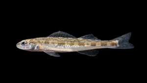 Chainback Darter - Percina nevisensis