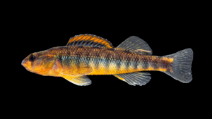 Roanoke Darter - Percina roanoka