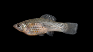 Sailfin Molly - Poecilia latipinna