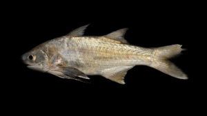 Atlantic Threadfin - Polydactylus octonemus