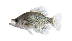 Black Crappie - Pomoxis nigromaculatus