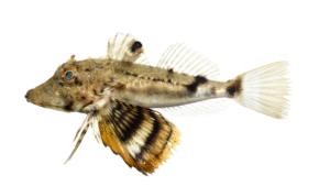 Bighead Searobin - Prionotus tribulus