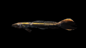 Cobia - Rachycentron canadum