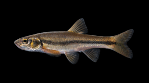 Rhinichthys atratulus Hybrid