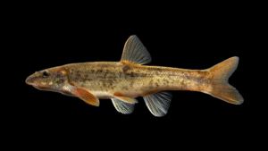 Longnose Dace - Rhinichthys cataractae