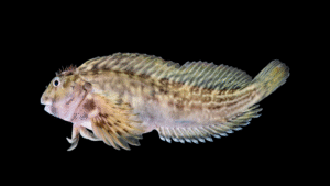 Molly Miller - Scartella cristata