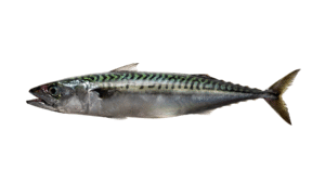 Atlantic Mackerel - Scomber scombrus