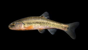 Creek Chub - Semotilus atromaculatus