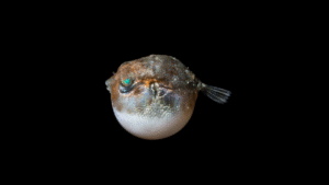 Sphoeroides sp.
